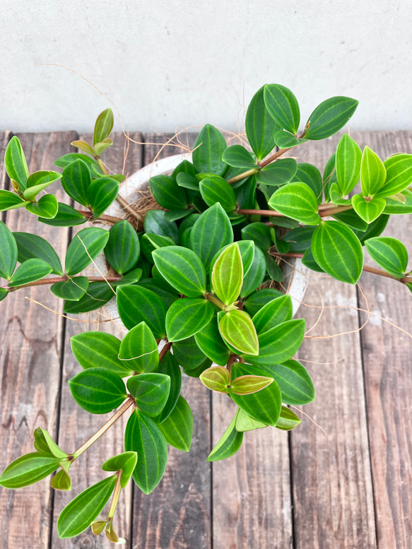 ペペロミア＊フェアリー＊陶器鉢＊お買い得＊観葉植物 11枚目の画像