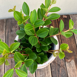 ペペロミア＊フェアリー＊陶器鉢＊お買い得＊観葉植物 4枚目の画像