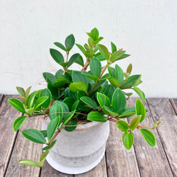 ペペロミア＊フェアリー＊陶器鉢＊お買い得＊観葉植物 12枚目の画像