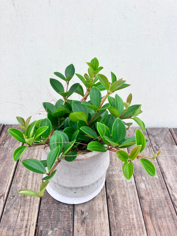 ペペロミア＊フェアリー＊陶器鉢＊お買い得＊観葉植物 12枚目の画像