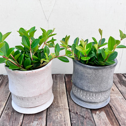 ペペロミア＊フェアリー＊陶器鉢＊お買い得＊観葉植物 7枚目の画像