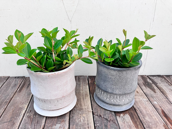 ペペロミア＊フェアリー＊陶器鉢＊お買い得＊観葉植物 7枚目の画像