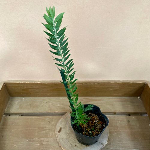 常緑樹 アカシア ブルーブッシュ（コベニー） アートフラワー plant