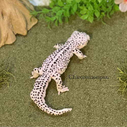 あみぐるみレオパ スーパーマックスノー あみぐるみ Chicoromonpan