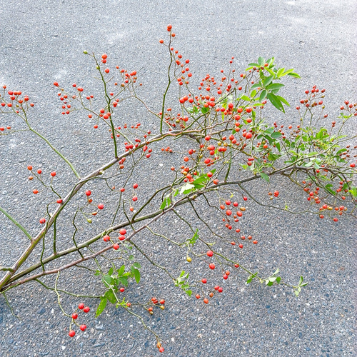 野ばらの実 野いばらの実 ローズヒップ 枝物 ドライフラワー Satsuki