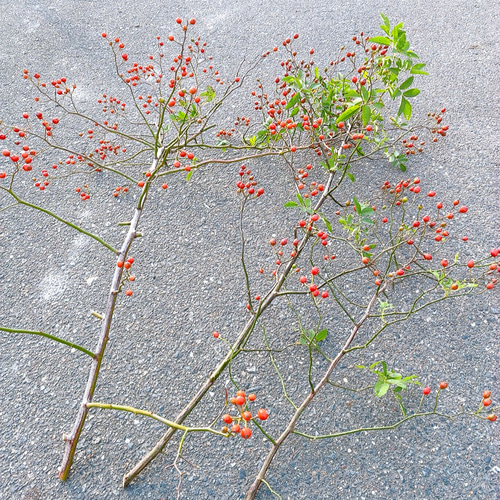 クリスマス　リース　野ばらの実　ローズヒップ　ドライフラワー　スワッグ 野ばらの実 野いばらの実 ローズヒップ 枝物 ドライフラワー Satsuki