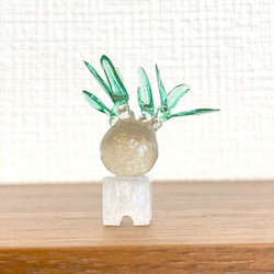 パキポディウム　グラキリス　まん丸型　鉢付き　塊根植物 まんまる塊根植物】双頭パキポディウム グラキリス その他置物