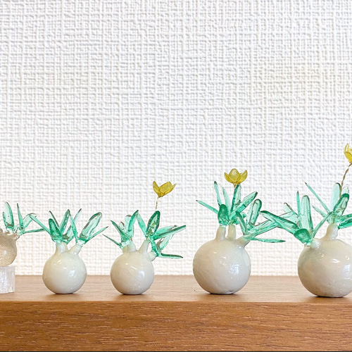 1点限定【まんまる塊根植物】パキポディウム グラキリス (ベビーサイズ