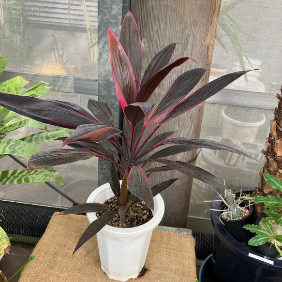 コルディリネ・テルミナリス アイチアカ 多肉植物 アルファガーデン 