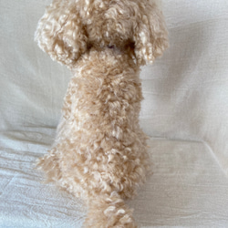 羊毛フェルト　トイプードル　羊毛　フェルト　リアル犬　愛犬　プレゼント　羊毛犬　といぷーどる　 8枚目の画像