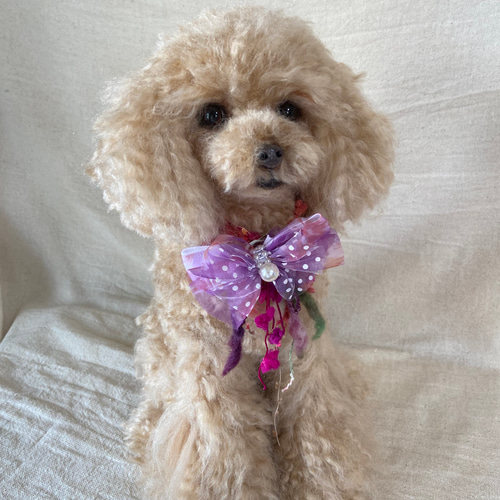 羊毛フェルト トイプードル 羊毛 フェルト リアル犬 愛犬