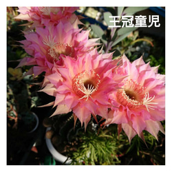 白い大輪の花が咲く サボテン w7 H7 多肉植物 サザンサボ 通販