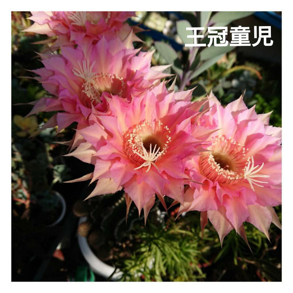 種子の王冠 Crown of Seeds 日本語 NF