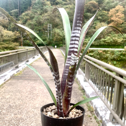 ホワイトアイス　大株 アガベ チタノタ ホワイトアイス 大株 多肉植物 キコリ 通販