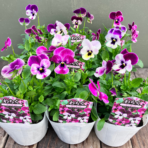 わらく♪ビオラ3ポットセット＊サンセット＊ガーデニング＊寄せ植え