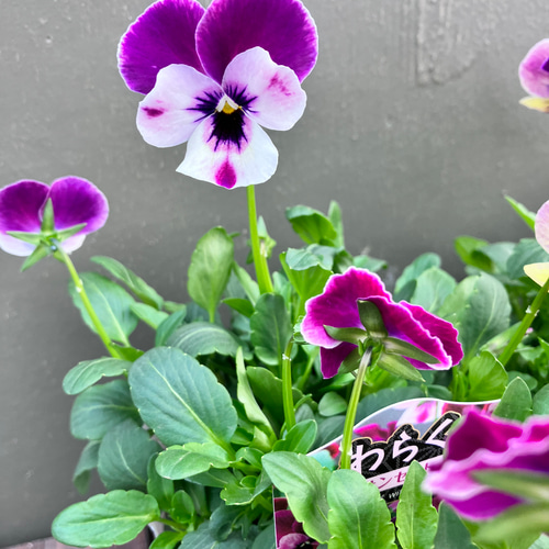 わらく♪ビオラ3ポットセット＊サンセット＊ガーデニング＊寄せ植え