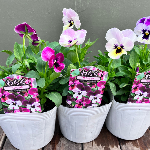 わらく♪ビオラ3ポットセット＊サンセット＊ガーデニング＊寄せ植え