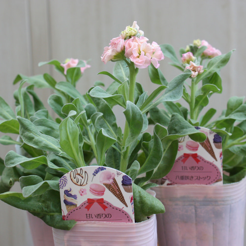 香る☆可愛いアプリコットピンク♡『ストックベイビー♡』♪ 八重咲き