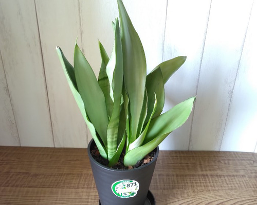 サンスベリア　ムーンシャイン　美形　陶器鉢付き　観葉植物　カッシーナ　アクタス サンスベリア ムーンシャイン 希少 陶器鉢付き 観葉植物