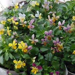 花日和さんオリジナル 極小ビオラ ミミラパン 2ポットセット その他