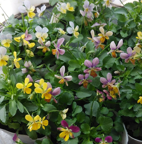 ビオラ図鑑 2ポットセット hanaururu_nae-orenji4