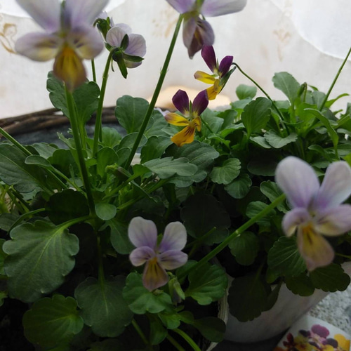 花日和さんオリジナル 極小ビオラ ミミラパン 2ポットセット その他