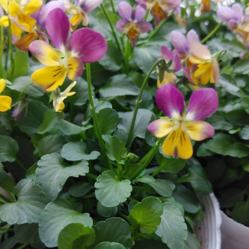 花日和さんオリジナル 極小ビオラ ミミラパン 2ポットセット その他