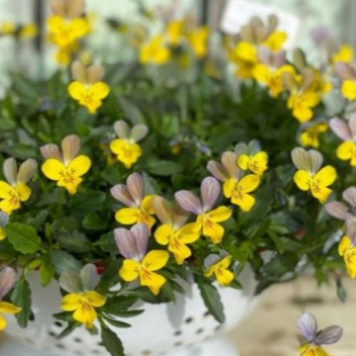 花日和さんオリジナル 極小ビオラ ミミラパン 2ポットセット その他