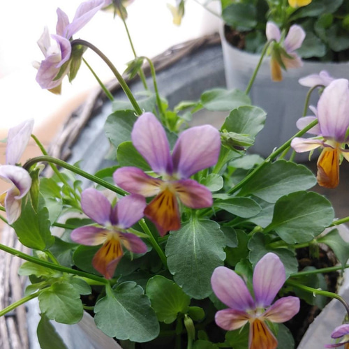 花日和さんオリジナル 極小ビオラ ミミラパン 2ポットセット その他