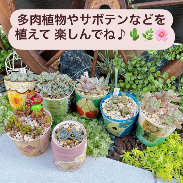 リメイク缶⭐︎2点セット 多肉植物・サボテン 11枚目の画像