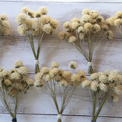 ユーカリ&ローリエの細枝/木 50本 ドライ その他素材 lemon-time 通販