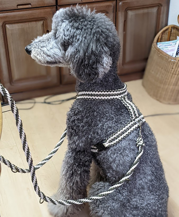 「Ｃさまオーダー品」大型犬用 (全長100ｃｍ)　カラーお揃いのハーネスもあります 4枚目の画像