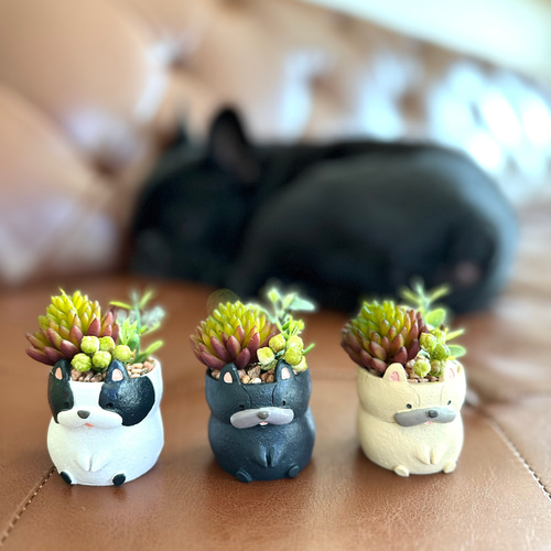 フレブル ミニグリーン寄せ植え フェイク フレンチブルドッグ 多肉植物