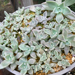多肉植物朧月カット苗