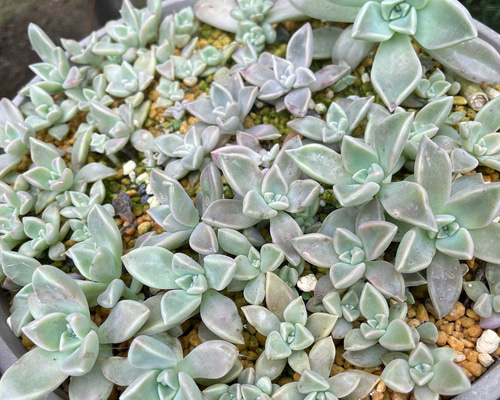 超絶ワイルド森で野生化【朧月＊オボロヅキ】多肉植物＊カット苗＊コンパクトボックス ◇Before and after of succulents ♪ Cutting back 