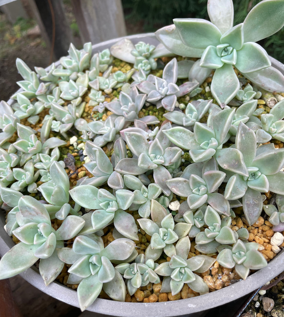 カット苗 朧月 多肉植物 朧月 カット苗 1株 多肉植物 jt-dreams 通販