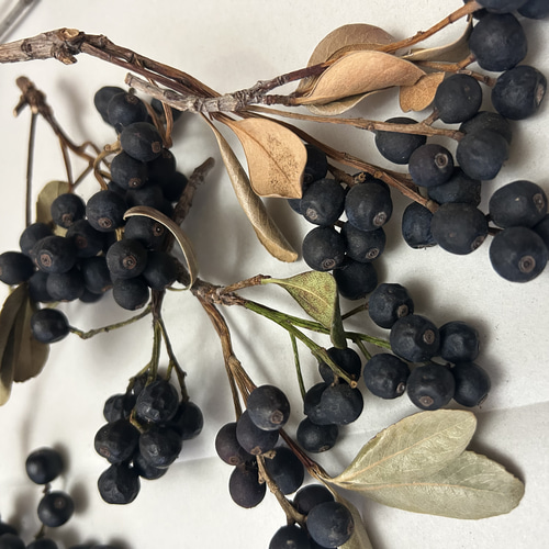 花材セット ナンキンハゼ 野イバラ シャリンバイの実 ドライフラワー