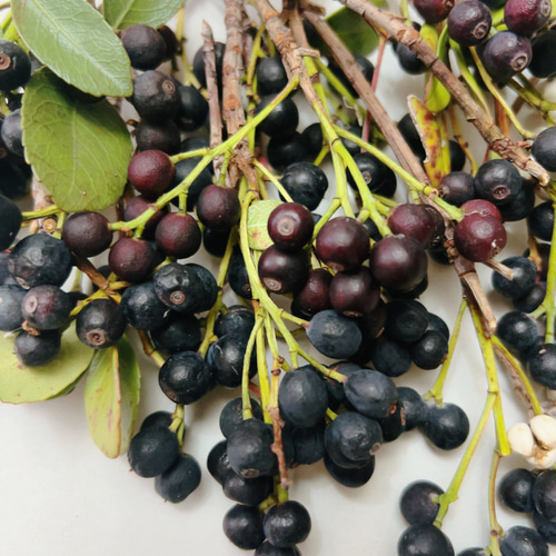 花材セット ナンキンハゼ 野イバラ シャリンバイの実 ドライフラワー