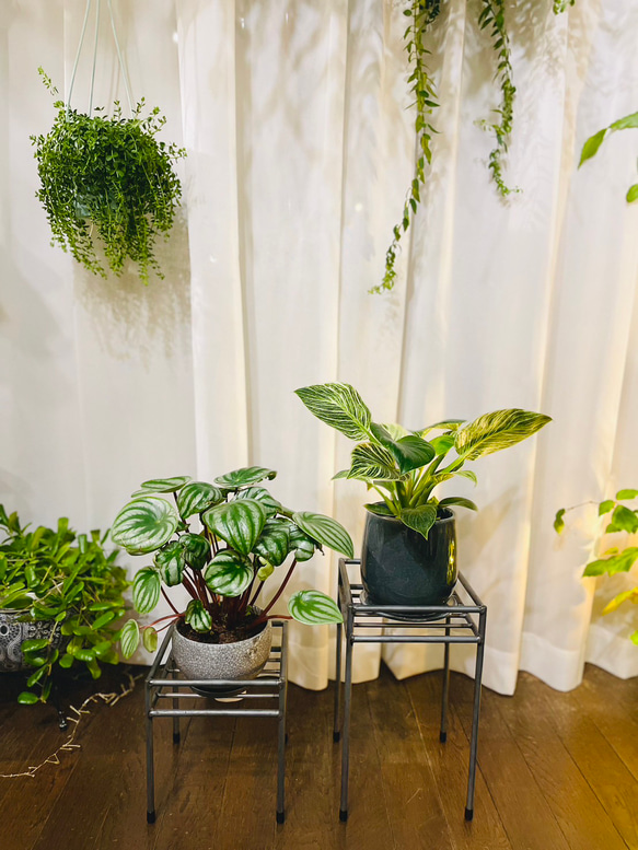 アイアンラック　グリーンラック　フラワーラック　アイアン家具　ハンドメイド　オーダーメイド　観葉植物 6枚目の画像
