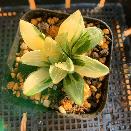 688.多肉植物 ハオルチア 姫寿錦 抜き苗 観葉植物 アート 688.多肉植物 ハオルチア 姫寿錦 抜き苗 観葉植物 アート