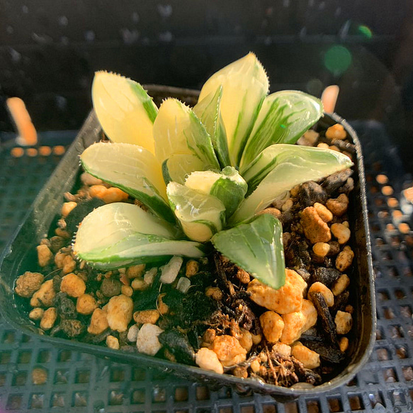 41L ハオルチア 多肉植物 織姫オブツーサ錦 自家繁殖 (86 41L ハオルチア 多肉植物 織姫オブツーサ錦 自家繁殖 (86