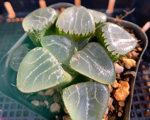 多肉植物　ハオルチア　月影　カット苗 52ffc08bf54bf6443b42f01f26cc50