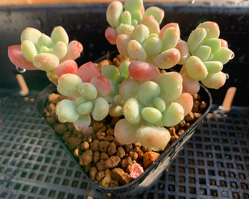 693.多肉植物 寄せ植え パキフィツム属 DAPHNE ダフネ（群）美苗 抜き