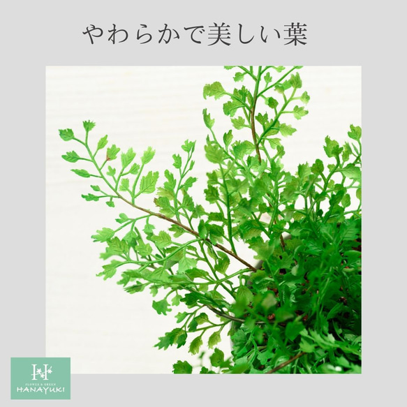 HANAYUKI フェイクグリーン アジアンタム 卓上サイズ 25cm 光触媒加工 人工観葉植物 3枚目の画像