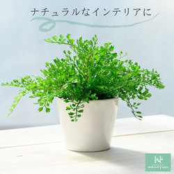 HANAYUKI フェイクグリーン アジアンタム 卓上サイズ 25cm 光触媒加工 人工観葉植物 5枚目の画像