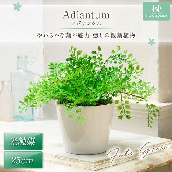 HANAYUKI フェイクグリーン アジアンタム 卓上サイズ 25cm