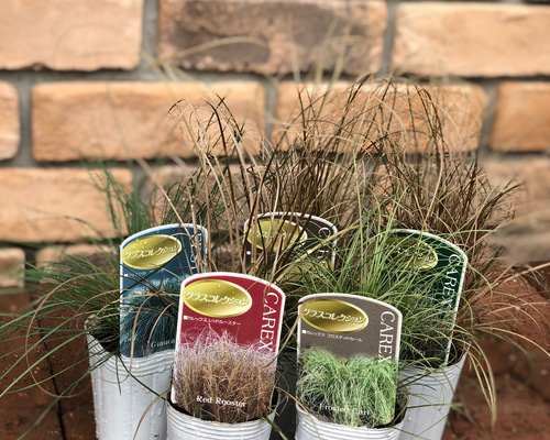 カレックス」コレクション5品種 寄せ植えやハンギングなどに