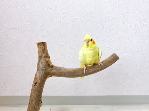 【流木の止まり木】鳥 インコ しっかり太めの枝で大きめインコにも！ 2枚目の画像