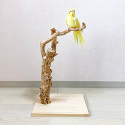 【流木の止まり木】鳥 インコ 複雑な節のフォルムが美しい止まり木 1枚目の画像