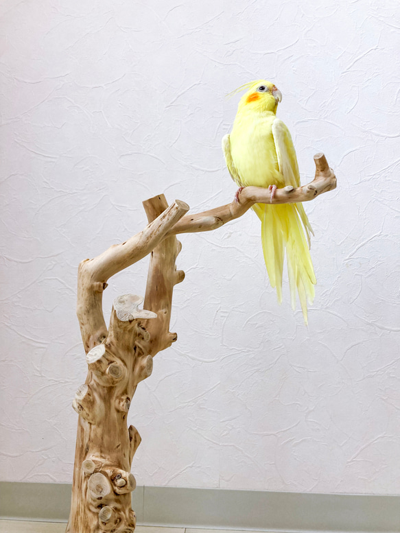 【流木の止まり木】鳥 インコ 複雑な節のフォルムが美しい止まり木 3枚目の画像